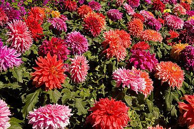 Steam“SEGA春季特卖”活动 《人中之龙８》《P3R》半价